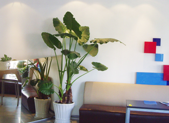 �����̻�����ֲ��